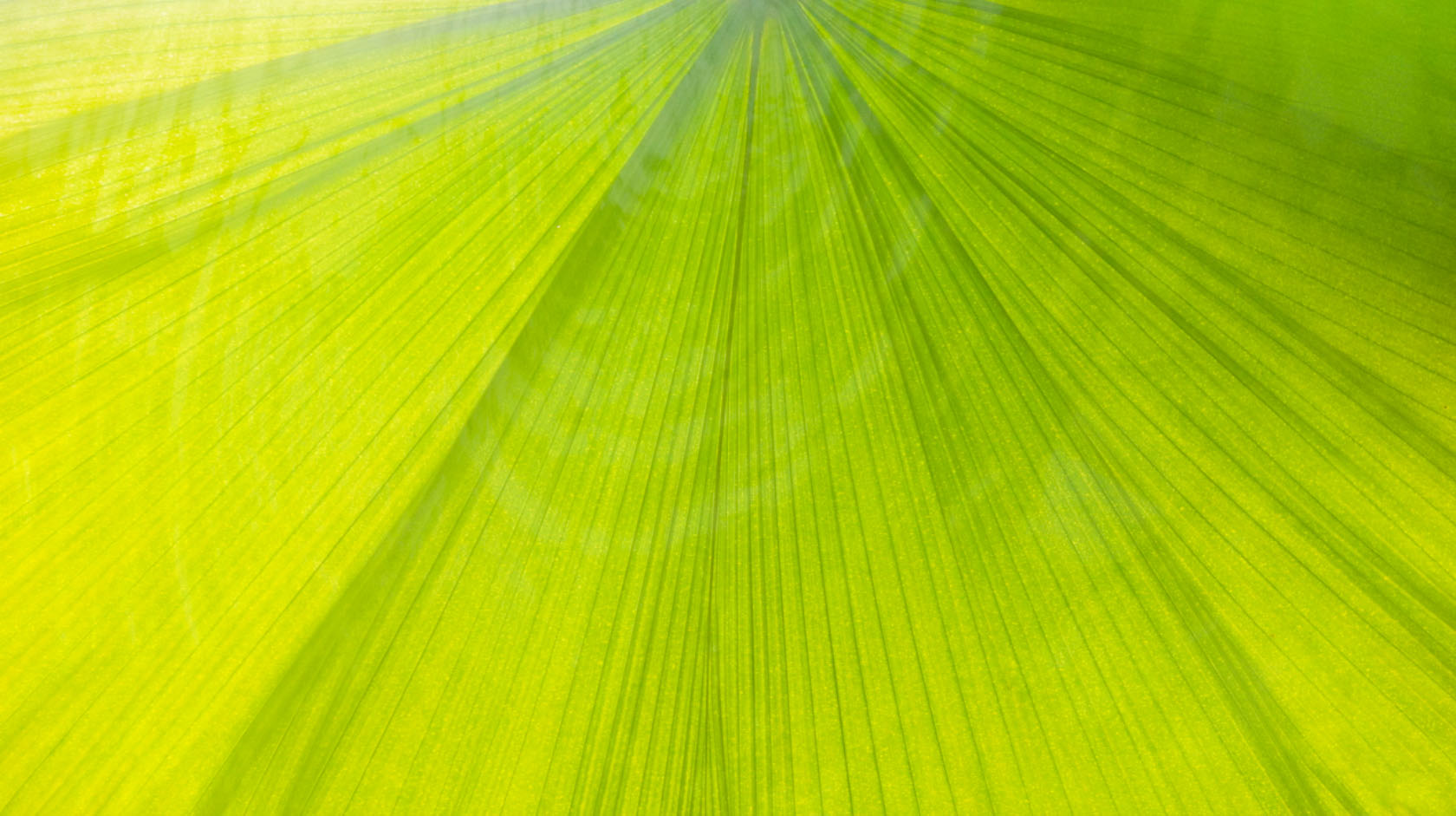 green palm leaf with water shadow from the live visuals The Canopy by Claudia Hansen