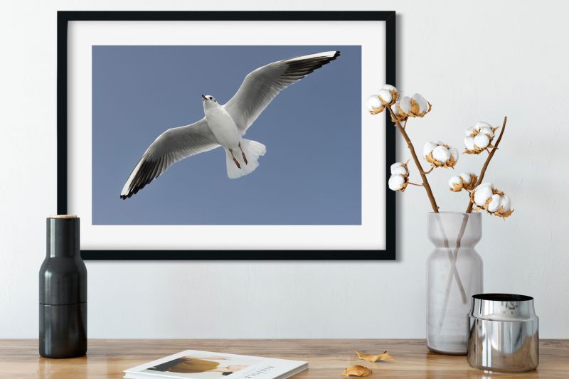 Fine Art Photography Print “Flying Seagull”