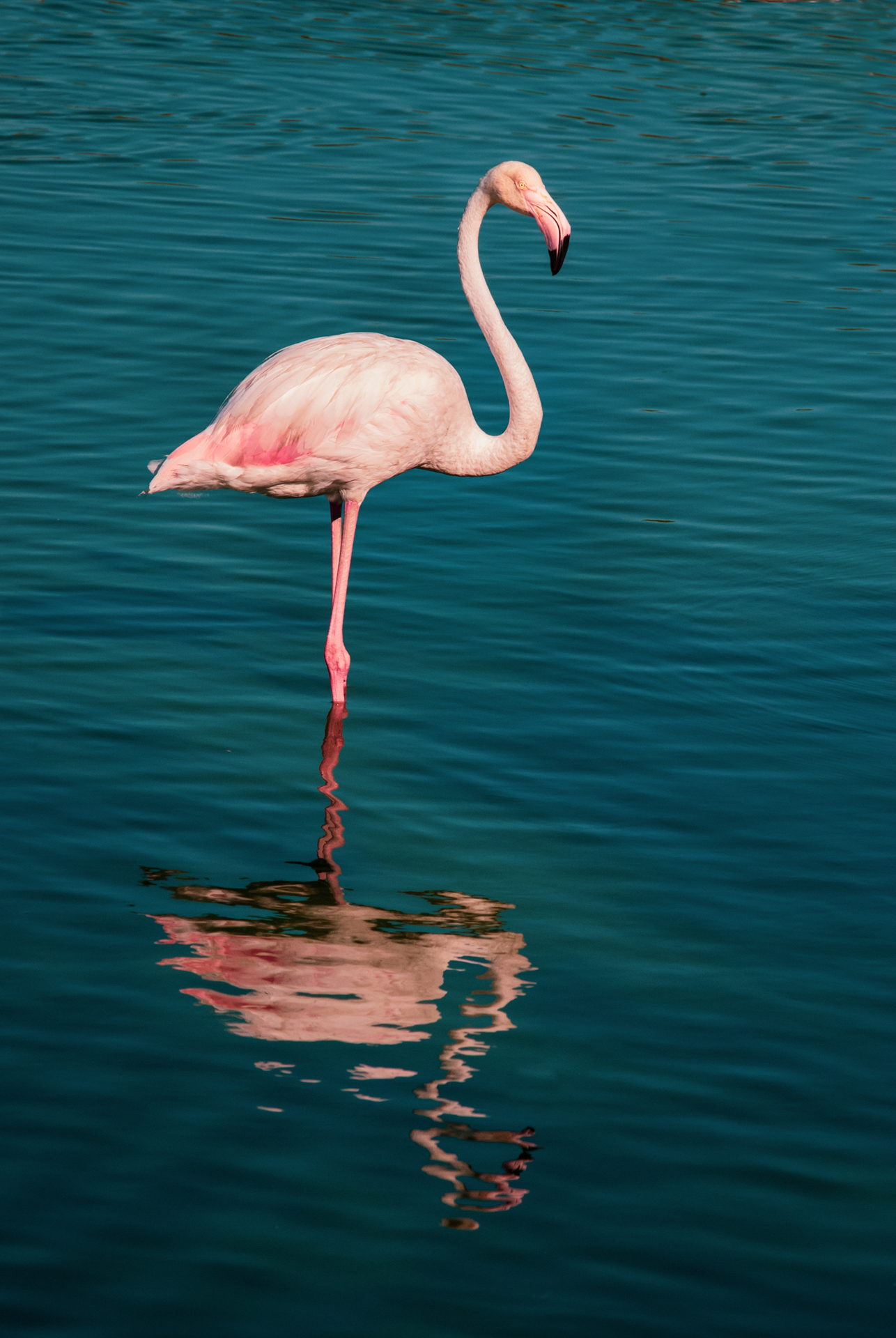 C - Pink Flamingo