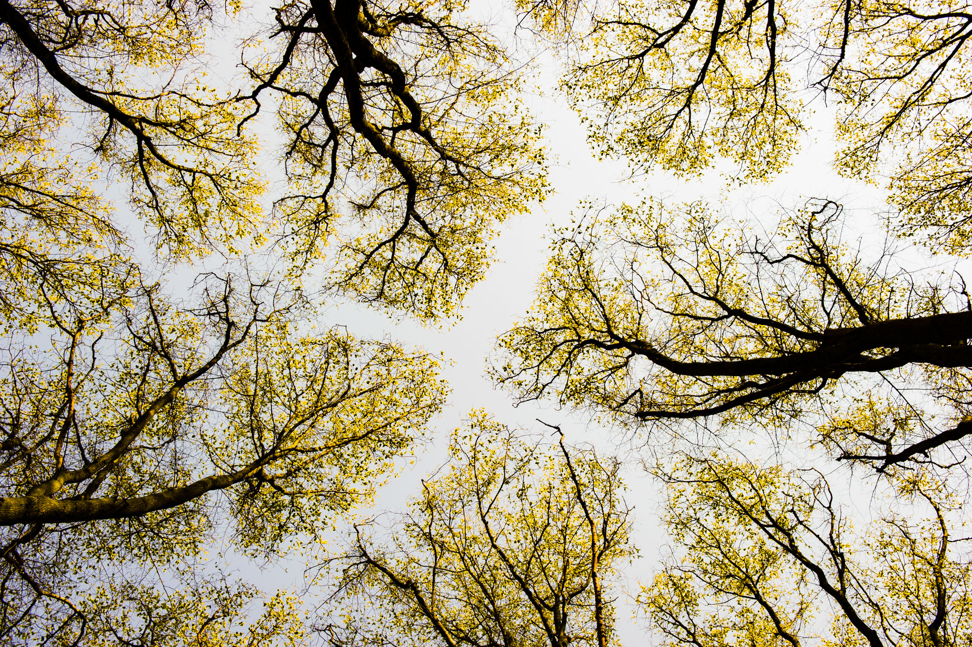 C - High Up In The Canopy II