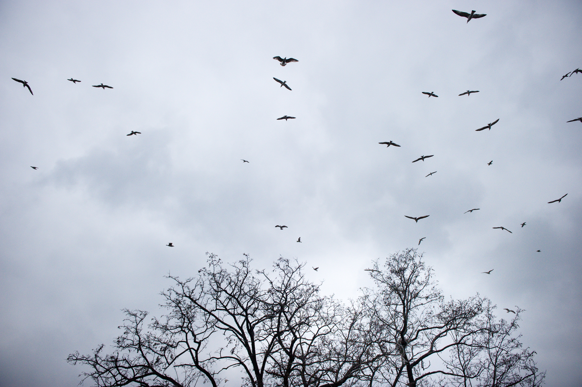 C - Birds Before The Storm