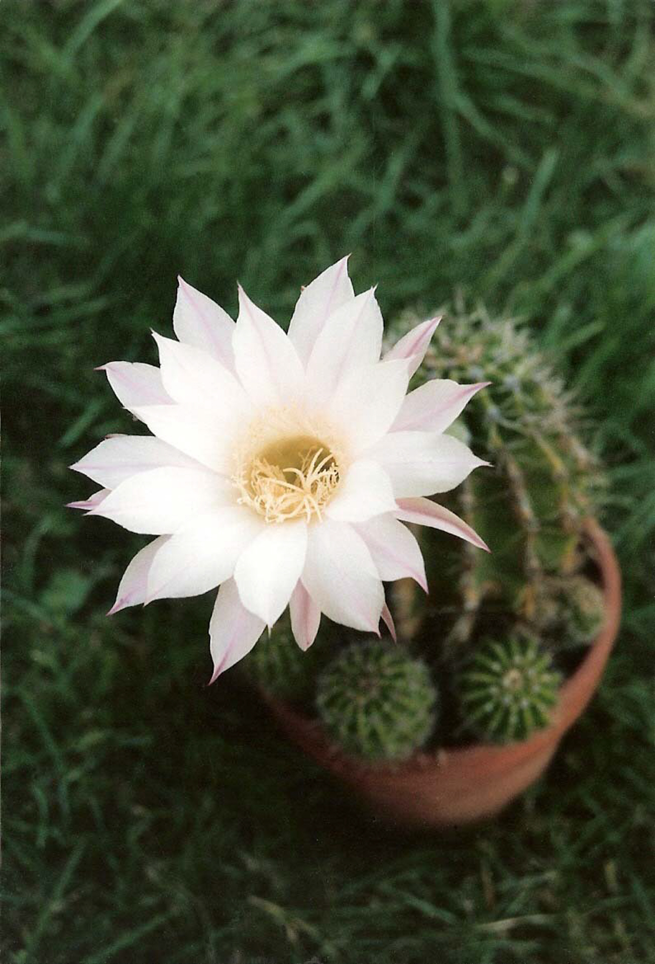 C - Cactus Flower